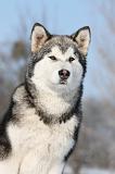ALASKAN MALAMUTE 059